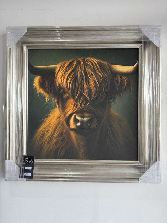 Highland Cow Picture